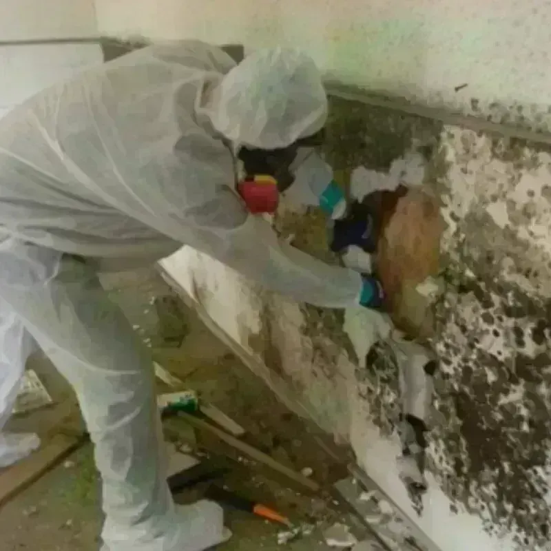 Mold Remediation and Removal in Fayette County, KY